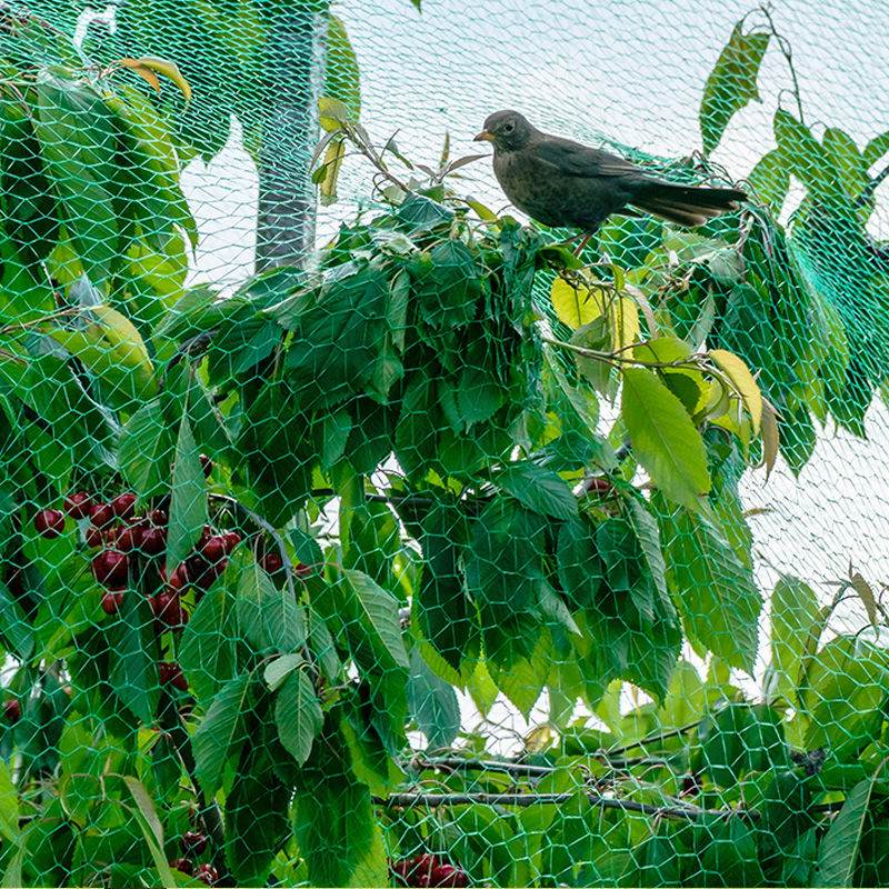 Peran jaring anti burung kebun dan cara memilih jaring anti burung