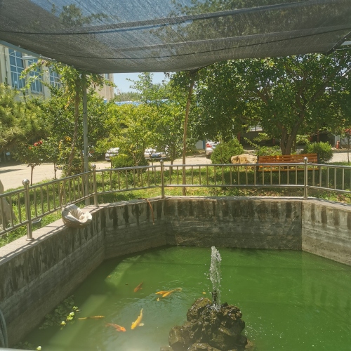 Jaring kerai kolam ikan yang cantik dan praktis