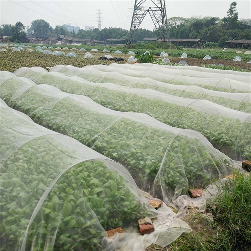 Mengapa jaring anti serangga perlu dipasang?