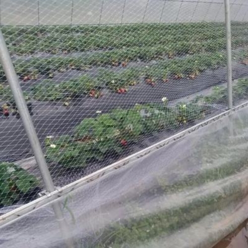 Bird Net untuk Strawberry